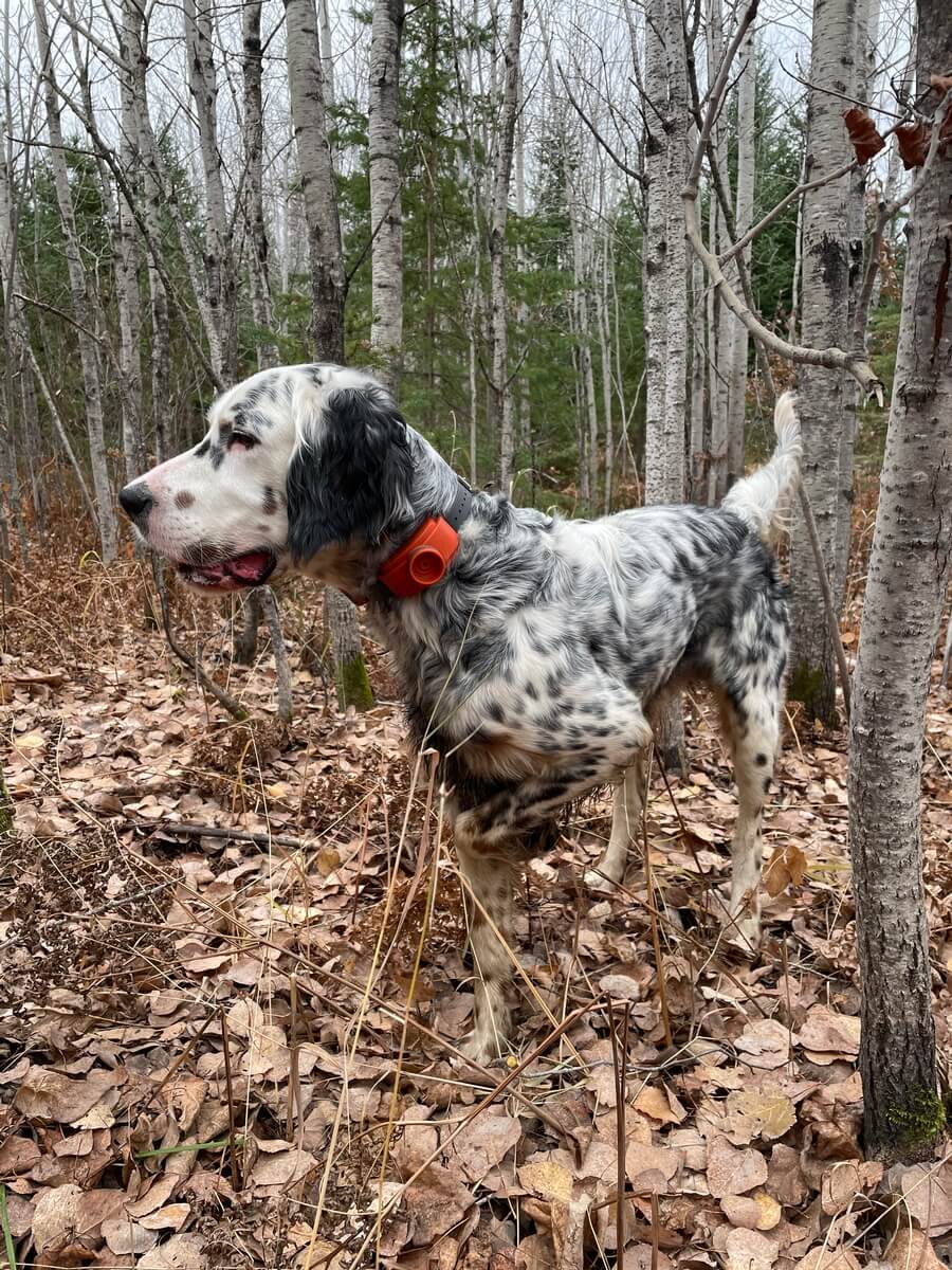 Local Chapter Projects